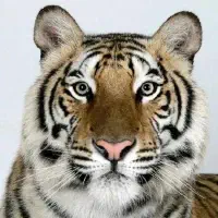 FluffyTigerfear
